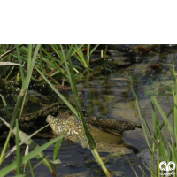 گونه لاکپشت فراتی Mesopotamian Softshell Turtle